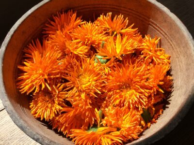 calendula