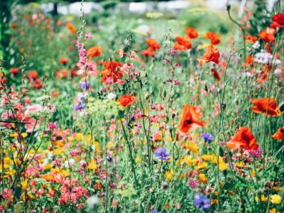 nature uninterrupted photography v 3NQ3pmWkY unsplash scaled