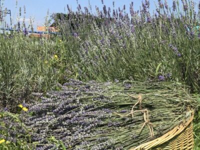 33b42fe1 8ba8 4895 84f8 abe167b71306