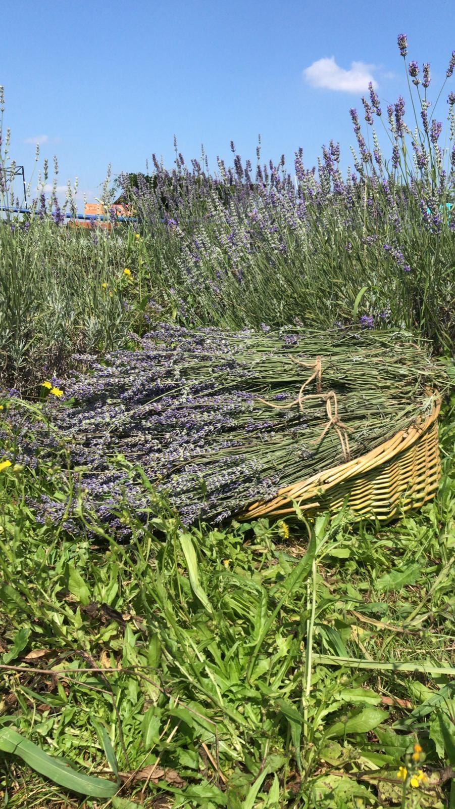 foto lavanda