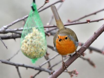 wmremove transformed